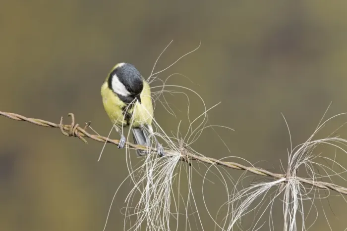 Framed Print : Great Tit (Parus major) adult, collecting horse hair for nesting material, perched on barbed wire, Suffolk, England Framed Print : Great Tit (Parus major) adult, collecting horse hair for nesting material, perched on barbed wire, Suffolk, England
