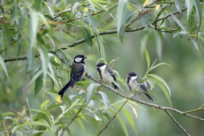 Framed Print : Great Tit (Parus major) adult feeding chicks, fledglings out of nest, perched on willow twig, Warwickshire, England Framed Print : Great Tit (Parus major) adult feeding chicks, fledglings out of nest, perched on willow twig, Warwickshire, England