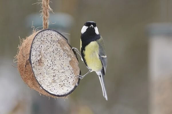 Great Tit (Parus major) adult, feeding on fat ball mixture in coconut shell, West Yorkshire, England, January