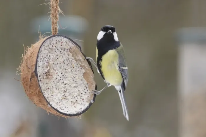 Framed Print : Great Tit (Parus major) adult, feeding on fat ball mixture in coconut shell, West Yorkshire, England, January Framed Print : Great Tit (Parus major) adult, feeding on fat ball mixture in coconut shell, West Yorkshire, England, January