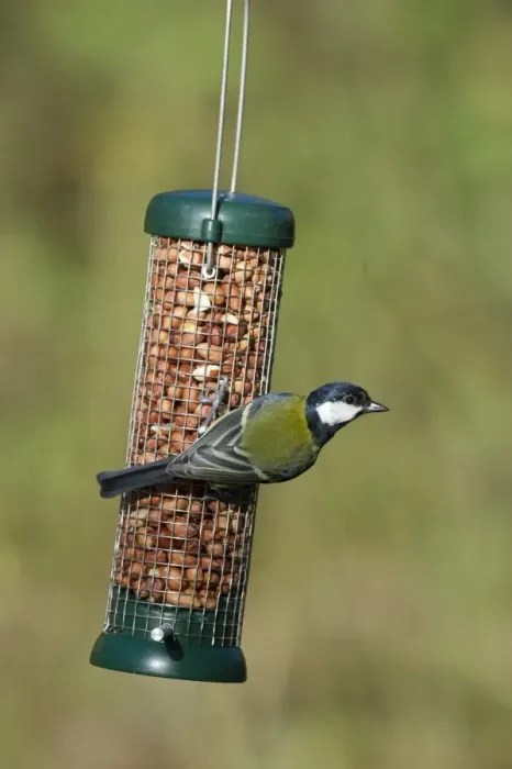 Framed Print : Great Tit (Parus major) adult, feeding on hanging peanut feeder in garden, Norfolk, England, november Framed Print : Great Tit (Parus major) adult, feeding on hanging peanut feeder in garden, Norfolk, England, november