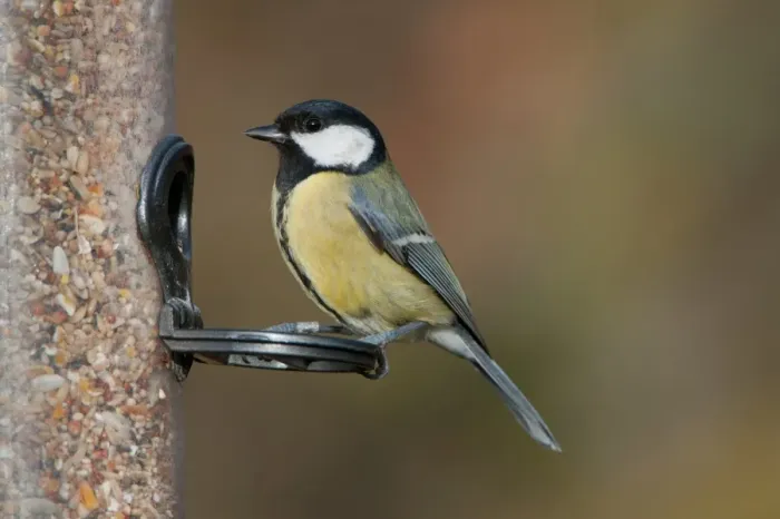 Framed Print : Great Tit (Parus major) adult, feeding on seeds at hanging birdfeeder, Norfolk, England, january Framed Print : Great Tit (Parus major) adult, feeding on seeds at hanging birdfeeder, Norfolk, England, january