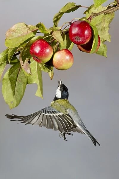 Great Tit (Parus major) adult, in flight, catching insect under crabapple fruit, Suffolk, England, September