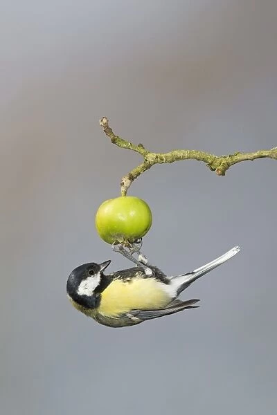 Great Tit (Parus major) adult, foraging for insects on crabapple fruit, Suffolk, England, September