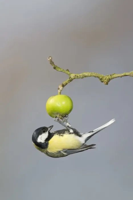 Framed Print : Great Tit (Parus major) adult, foraging for insects on crabapple fruit, Suffolk, England, September Framed Print : Great Tit (Parus major) adult, foraging for insects on crabapple fruit, Suffolk, England, September