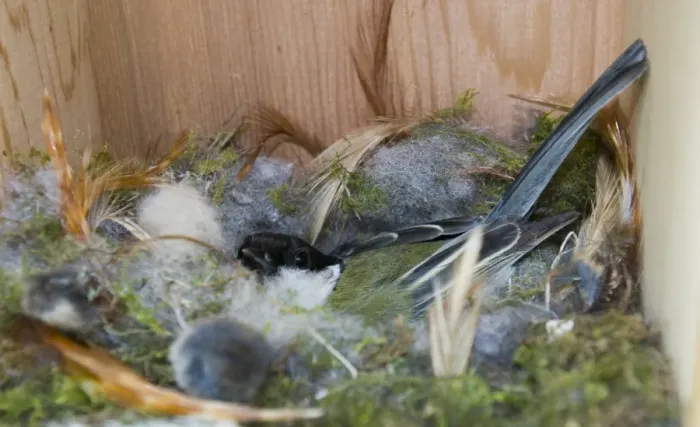 Framed Print : Great Tit (Parus major) adult, incubating eggs, sitting on nest in nestbox, Norfolk, England, april