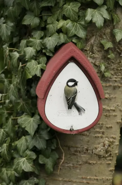 Framed Print : Great Tit (Parus major) adult male, at nestbox attached to tree trunk in garden, Norfolk, England, march Framed Print : Great Tit (Parus major) adult male, at nestbox attached to tree trunk in garden, Norfolk, England, march