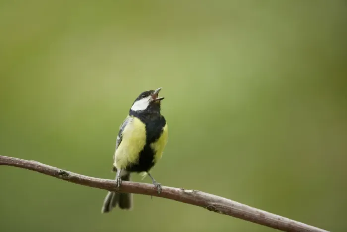 Framed Print : Great Tit (Parus major) adult male, singing, perched on twig, Hungary, may Framed Print : Great Tit (Parus major) adult male, singing, perched on twig, Hungary, may