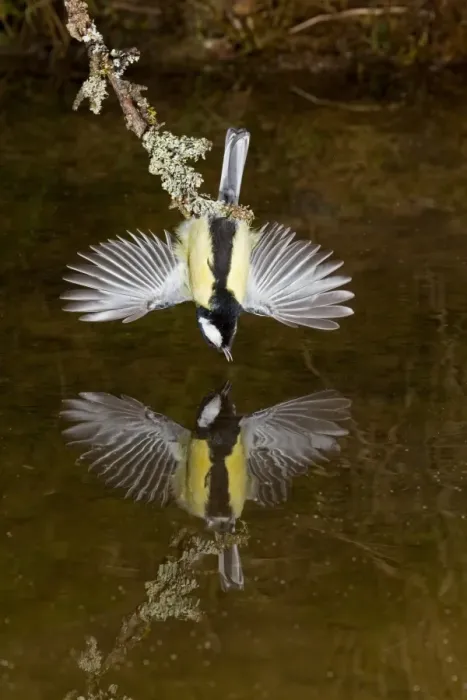 Framed Print : Great Tit (Parus major) adult male, drinking, with wings spread for balance, hanging over pool with reflection, Suffolk, England, march Framed Print : Great Tit (Parus major) adult male, drinking, with wings spread for balance, hanging over pool with reflection, Suffolk, England, march