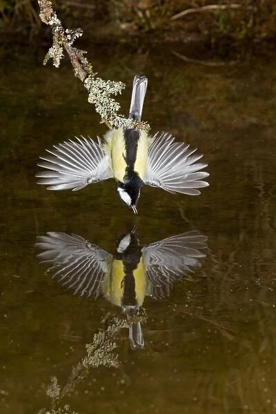 Great Tit (Parus major) adult male, drinking, with wings spread for balance, hanging over pool with reflection, Suffolk, England, march