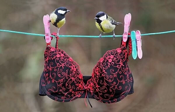 Great Tit (Parus major) adult male and female, perched on washing line with bra, Leicestershire, England, January