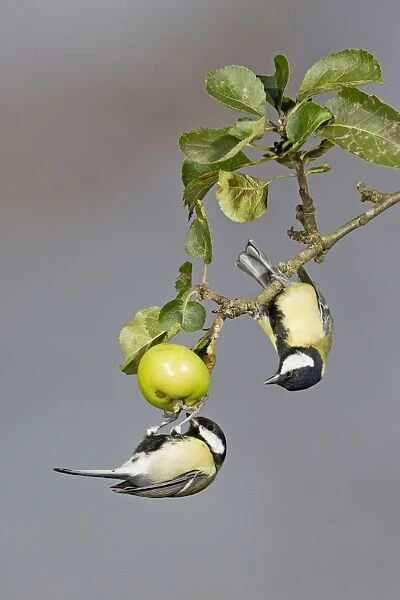 Great Tit (Parus major) two adult males, foraging for insects on crabapple fruit, Suffolk, England, September