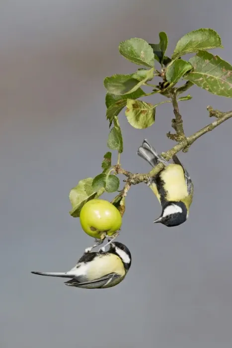 Framed Print : Great Tit (Parus major) two adult males, foraging for insects on crabapple fruit, Suffolk, England, September Framed Print : Great Tit (Parus major) two adult males, foraging for insects on crabapple fruit, Suffolk, England, September