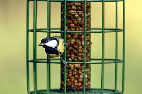 Great Tit (Parus major) adult, perched on squirrel-proof birdfeeder with peanuts, Woods Mill Nature Reserve