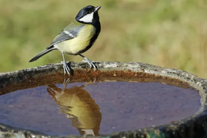 Framed Print : Great Tit (Parus major) adult, perched at birdbath in garden, Midlands, England, october Framed Print : Great Tit (Parus major) adult, perched at birdbath in garden, Midlands, England, october