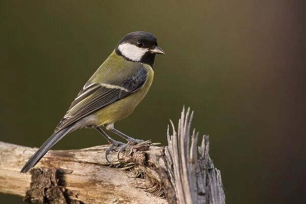 Great Tit (Parus major) adult, perched on branch, Lerma, Alessandria Province, Piedmont, Italy, October