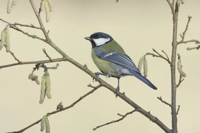 Framed Print : Great Tit (Parus major) adult, perched on Common Hazel (Corylus avellana) twig with catkins, West Yorkshire, England Framed Print : Great Tit (Parus major) adult, perched on Common Hazel (Corylus avellana) twig with catkins, West Yorkshire, England