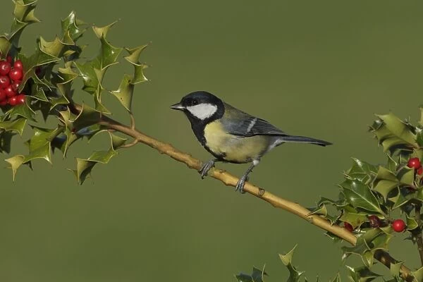 Great Tit (Parus major) adult, perched on European Holly (Ilex aquifolium) twig with ripe berries, West Yorkshire