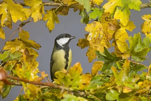 Great Tit (Parus major) adult, perched on Field Maple (Acer campestre) amongst leaves in autumn colour, Suffolk