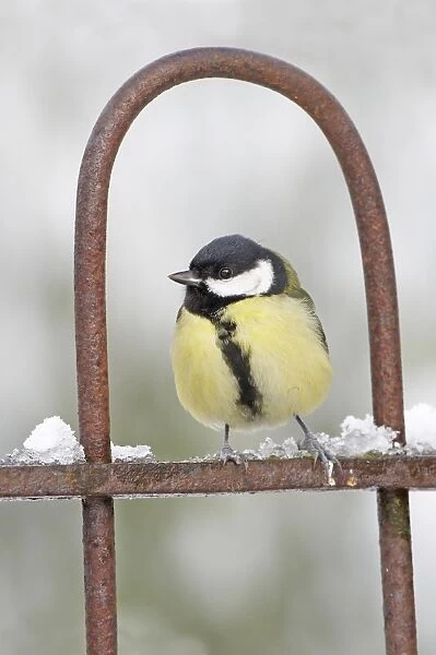 Great Tit (Parus major) adult, perched on garden gate in snow, Scotland, winter