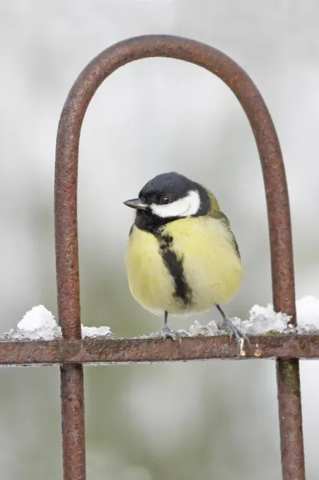 Framed Print : Great Tit (Parus major) adult, perched on garden gate in snow, Scotland, winter Framed Print : Great Tit (Parus major) adult, perched on garden gate in snow, Scotland, winter