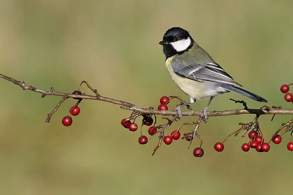 Great Tit (Parus major) adult, perched on hawthorn twig with ripe berries, Leicestershire, England, January