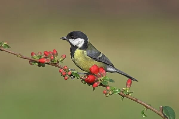 Great Tit (Parus major) adult, perched on Japanese Quince (Chaenomeles japonica) with flowerbuds, Leicestershire