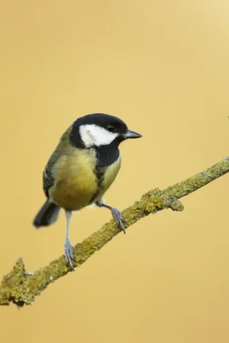 Framed Print : Great Tit (Parus major) adult, perched on lichen covered twig, Shropshire, England, december