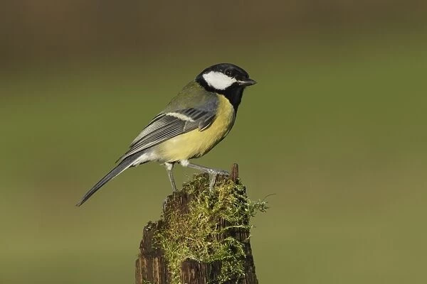 Great Tit (Parus major) adult, perched on mossy stump, West Yorkshire, England, December