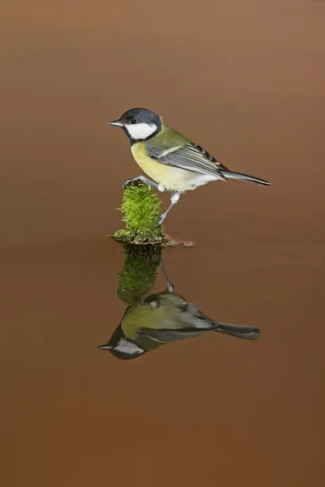 Framed Print : Great Tit (Parus major) adult, perched on mossy stump in water with reflection, Suffolk, England, February Framed Print : Great Tit (Parus major) adult, perched on mossy stump in water with reflection, Suffolk, England, February