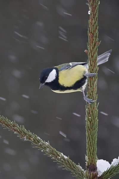 Great Tit (Parus major) adult, perched on Norway Spruce (Picea abies) planted Christmas tree in snowfall, Bentley, Suffolk, England, january