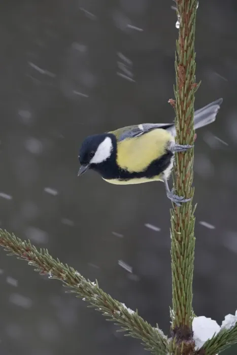 Framed Print : Great Tit (Parus major) adult, perched on Norway Spruce (Picea abies) planted Christmas tree in snowfall, Bentley, Suffolk, England, january Framed Print : Great Tit (Parus major) adult, perched on Norway Spruce (Picea abies) planted Christmas tree in snowfall, Bentley, Suffolk, England, january