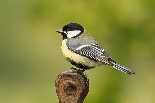 Great Tit (Parus major) adult, perched on rusting farm equipment, Gilfach Farm Nature Reserve, near Rhayader, Powys