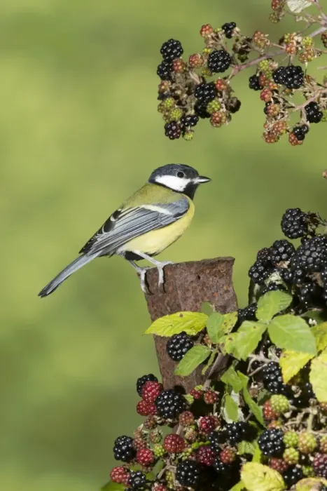 Framed Print : Great Tit (Parus major) adult, perched on rusty metal post amongst Bramble (Rubus fruticosus) berries, Suffolk Framed Print : Great Tit (Parus major) adult, perched on rusty metal post amongst Bramble (Rubus fruticosus) berries, Suffolk
