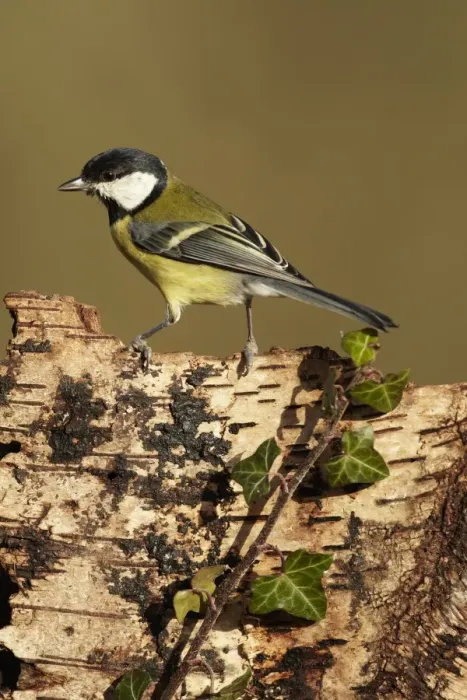 Framed Print : Great Tit (Parus major) adult, perched on Silver Birch (Betula pendula) stump, Shropshire, England, december