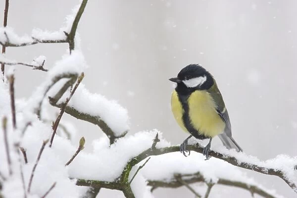 Great Tit (Parus major) adult, perched on snow covered twig during snowfall, Yorkshire, England, december
