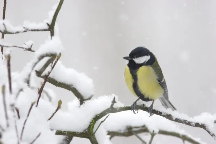 Framed Print : Great Tit (Parus major) adult, perched on snow covered twig during snowfall, Yorkshire, England, december Framed Print : Great Tit (Parus major) adult, perched on snow covered twig during snowfall, Yorkshire, England, december