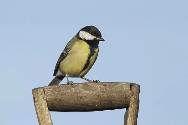 Great Tit (Parus major) adult, perched on spade handle, West Yorkshire, England, October