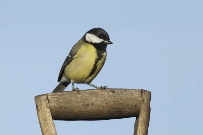 Framed Print : Great Tit (Parus major) adult, perched on spade handle, West Yorkshire, England, October Framed Print : Great Tit (Parus major) adult, perched on spade handle, West Yorkshire, England, October