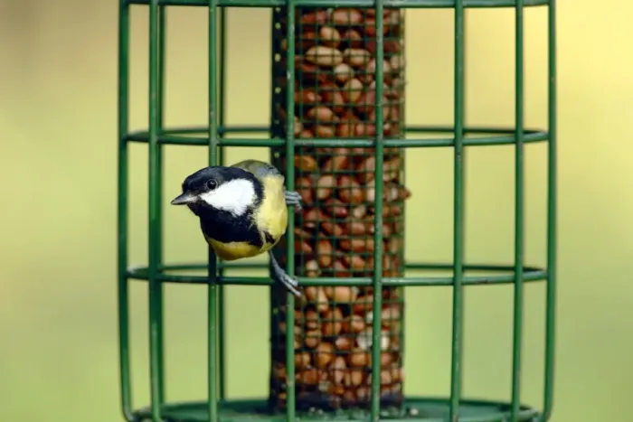 Framed Print : Great Tit (Parus major) adult, perched on squirrel-proof birdfeeder with peanuts, Woods Mill Nature Reserve Framed Print : Great Tit (Parus major) adult, perched on squirrel-proof birdfeeder with peanuts, Woods Mill Nature Reserve