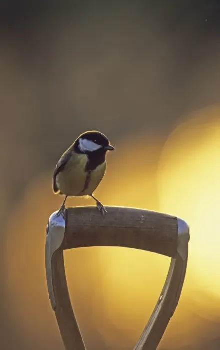 Framed Print : Great Tit (Parus major) adult, perched on tool handle in garden at sunset, England, winter Framed Print : Great Tit (Parus major) adult, perched on tool handle in garden at sunset, England, winter