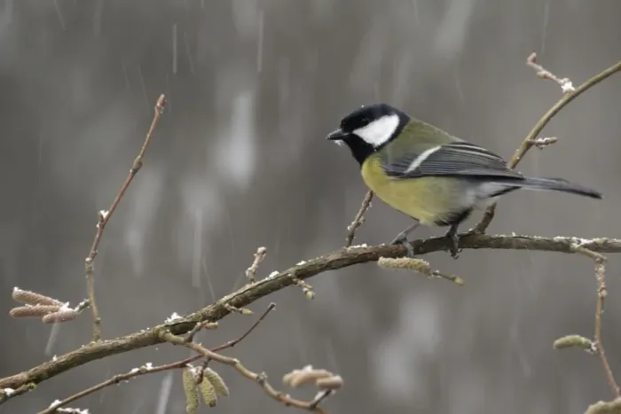 Framed Print : Great Tit (Parus major) adult, perched on twig during snowfall, Staffordshire, England, february Framed Print : Great Tit (Parus major) adult, perched on twig during snowfall, Staffordshire, England, february