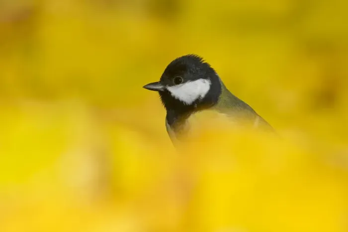Framed Print : Great Tit (Parus major) adult, standing amongst fallen leaves, Suffolk, England, November Framed Print : Great Tit (Parus major) adult, standing amongst fallen leaves, Suffolk, England, November