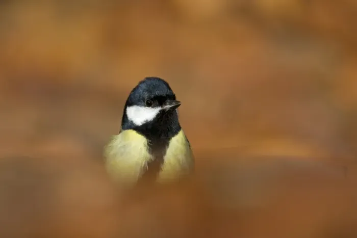 Framed Print : Great Tit (Parus major) adult, standing amongst fallen leaves on woodland floor, Suffolk, England, January Framed Print : Great Tit (Parus major) adult, standing amongst fallen leaves on woodland floor, Suffolk, England, January