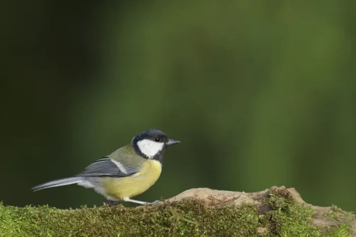 Framed Print : Great Tit (Parus major) adult, standing on mossy log, Staffordshire, England, January Framed Print : Great Tit (Parus major) adult, standing on mossy log, Staffordshire, England, January