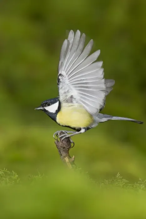 Framed Print : Great Tit (Parus major) adult, taking off from mossy stump, Suffolk, England, January