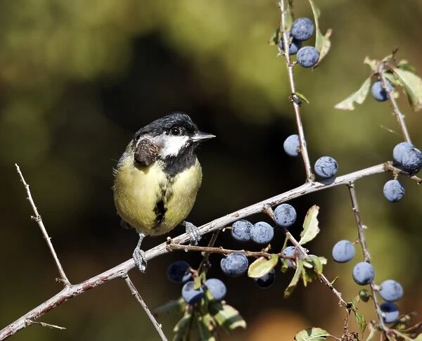 Great Tit (Parus major) adult, with tumor growth on head, perched on blackthorn twig with berries, Warwickshire, England, october
