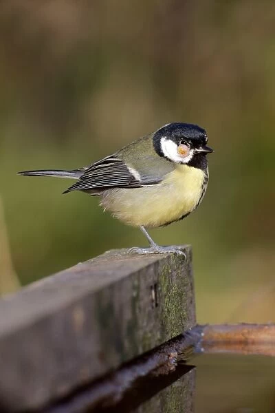 Great Tit (Parus major) adult, with tumor growth on head, standing at edge of water, Warwickshire, England, December