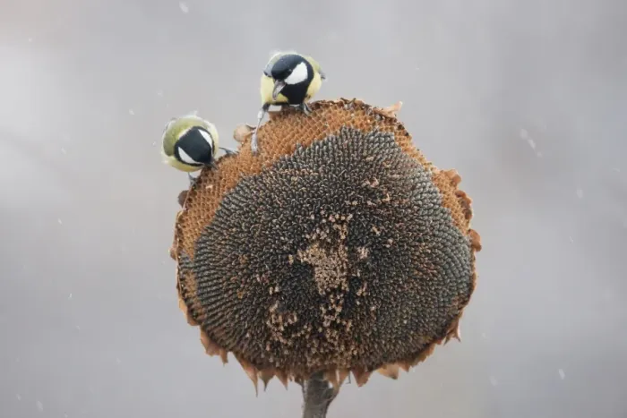 Framed Print : Great Tit (Parus major) two adults, feeding on Sunflower (Helianthus annuus) seeds, perched on seedhead during snowfall, Bulgaria, january Framed Print : Great Tit (Parus major) two adults, feeding on Sunflower (Helianthus annuus) seeds, perched on seedhead during snowfall, Bulgaria, january