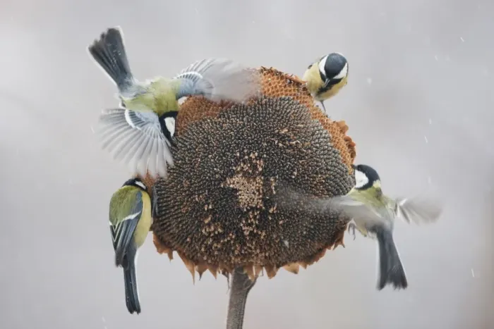 Framed Print : Great Tit (Parus major) four adults, feeding on Sunflower (Helianthus annuus) seeds, in flight and perched on seedhead during snowfall, Bulgaria, january